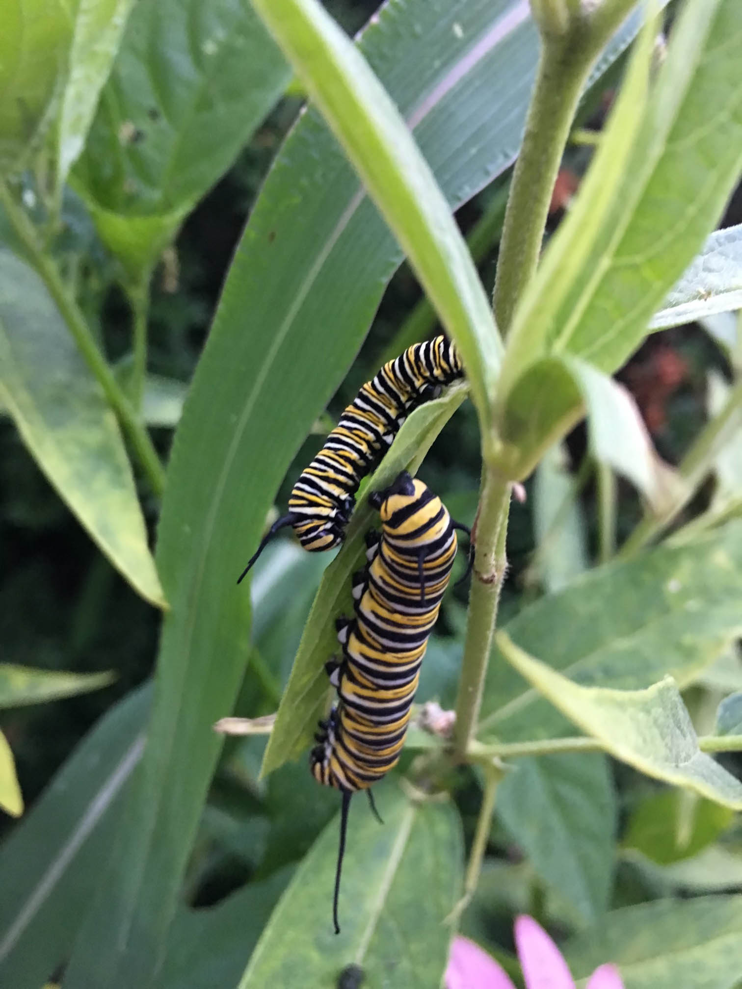 Caterpillars vouch for success of garden club native plant project